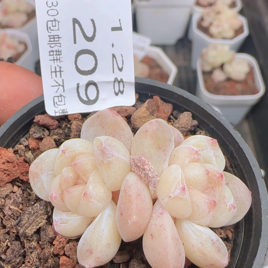 双头糖心冰玉一颗