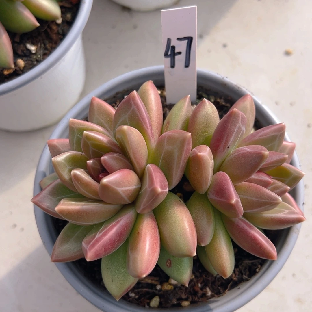 香玉的故事是一个