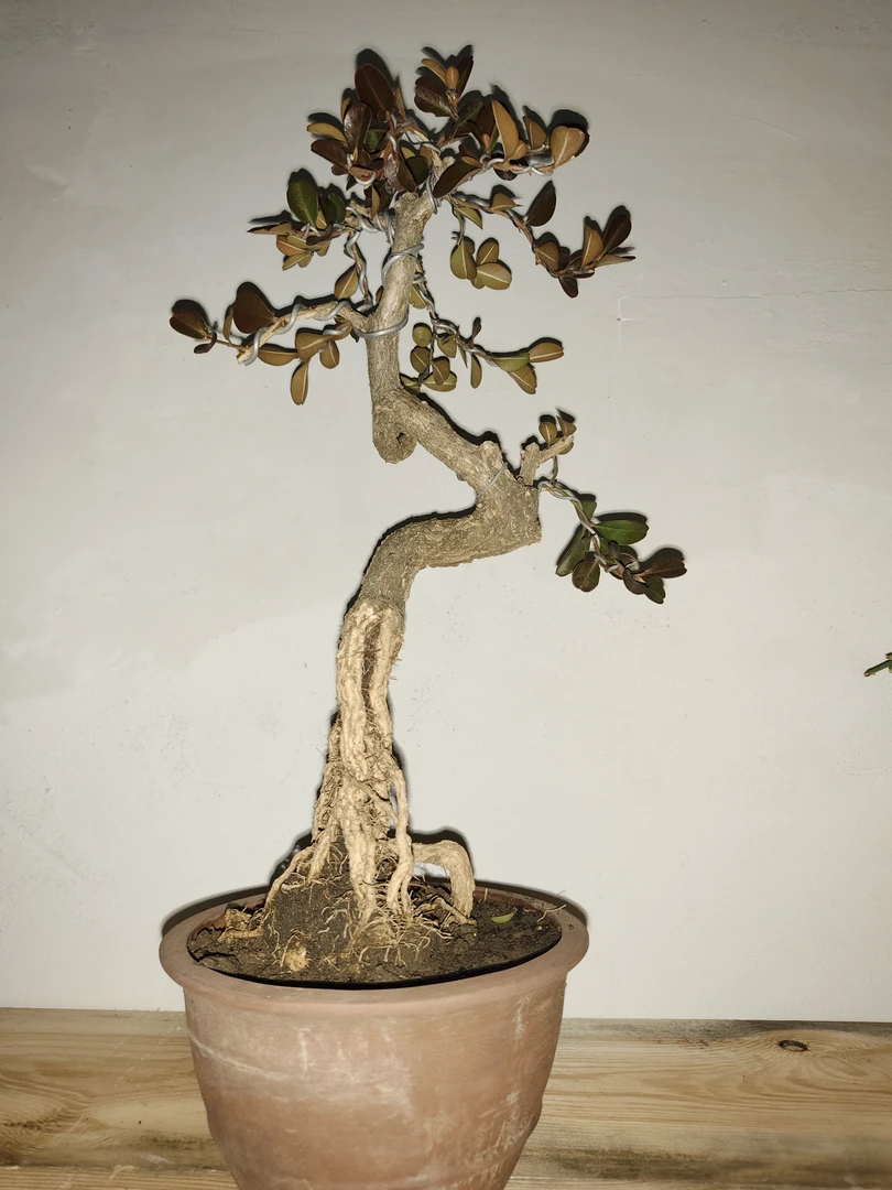 黄杨真柏地柏直播按拍价对应付米...