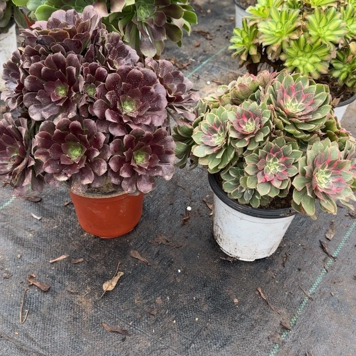 欧紫➕莲花座包邮。