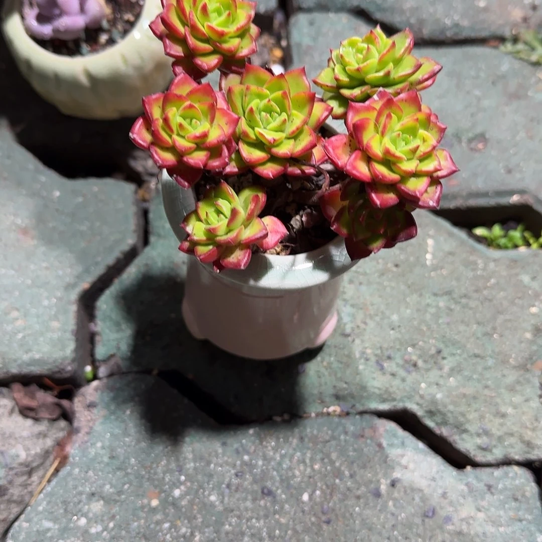 火焰抵押带盆多肉植物