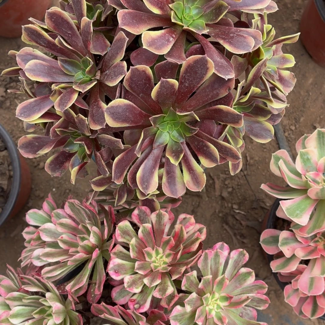 欧佳丽红铜白包邮福利