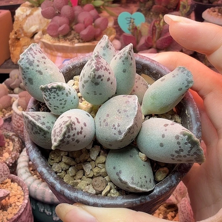 墓***雪             海豹。