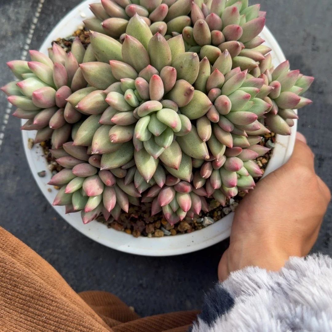 一物一拍精控米其林福利款03