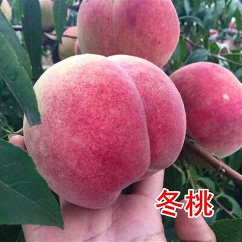 【冬桃树苗】离核晚熟特大冬桃树苗盆栽南北方种地栽果树苗水蜜农词