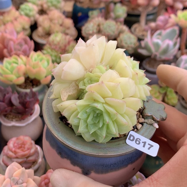 米*?一物一拍含盆土满38包邮D617