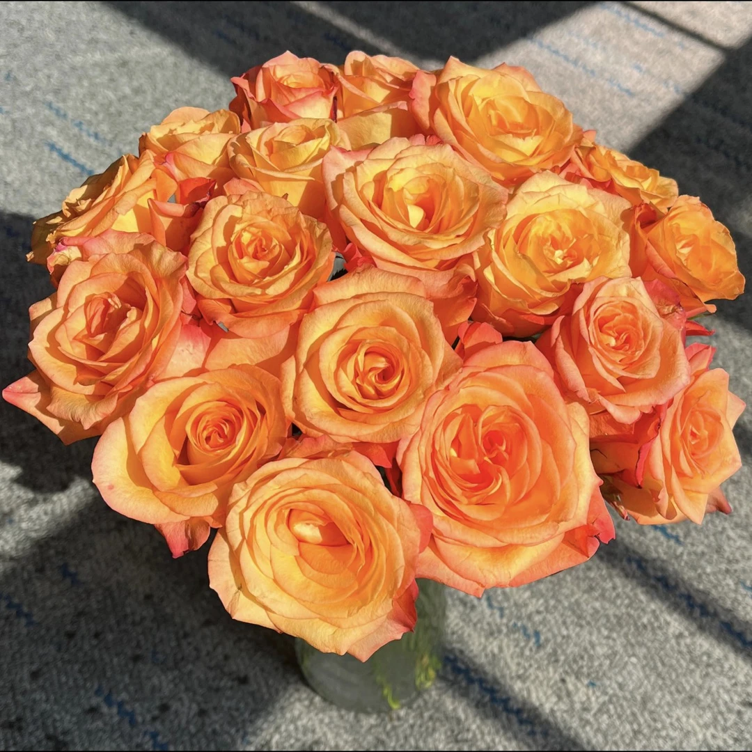 金辉 玫瑰（居家办公优选）《东北基地发货》