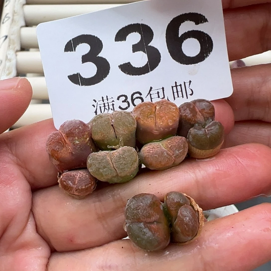 4.14好看的多肉脱土发货336