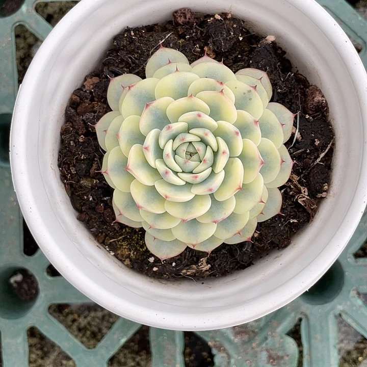 A***A姬莲锦一物一拍锦龙