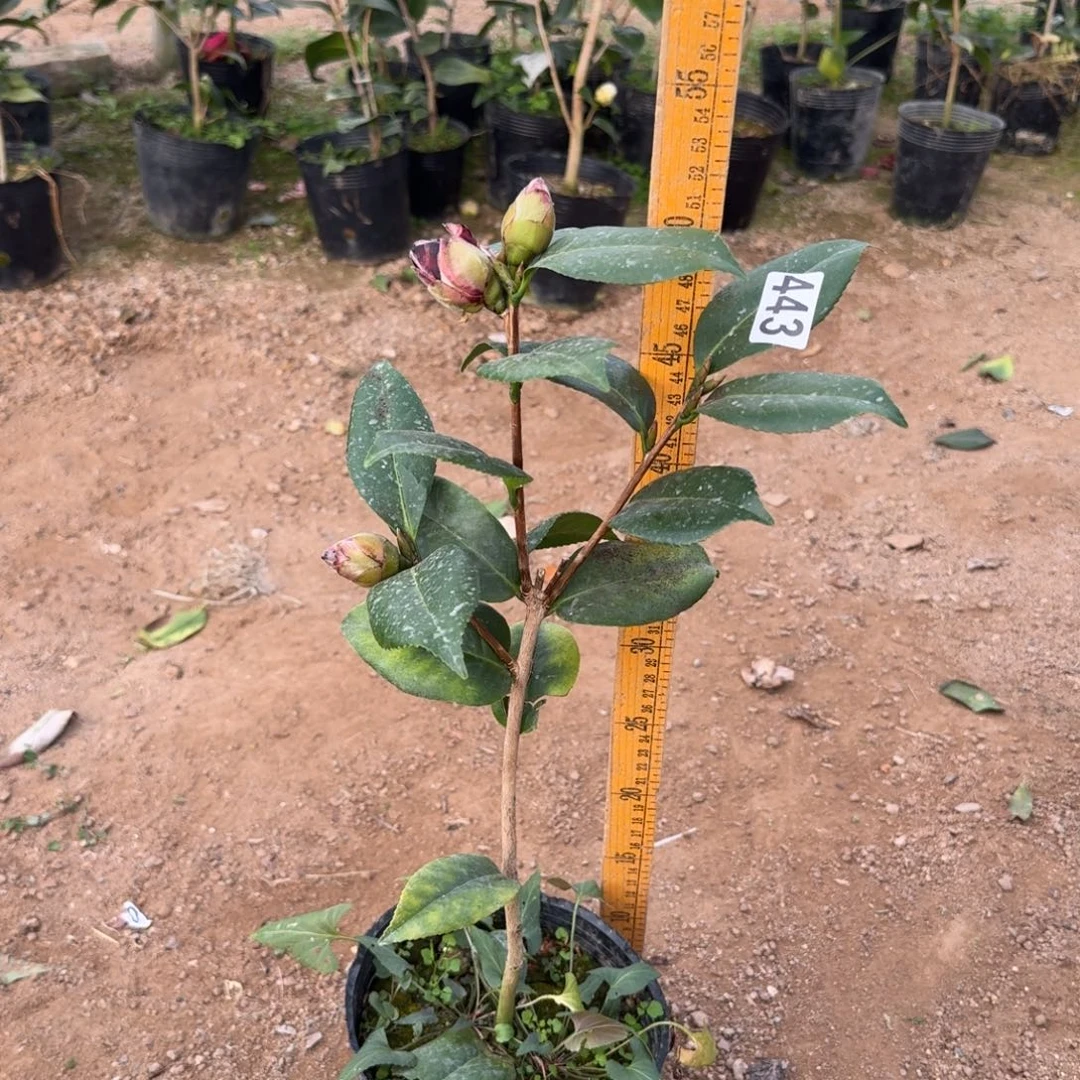 少量花朵（建议范围：2朵-5朵 或40%以下）443复色青黑