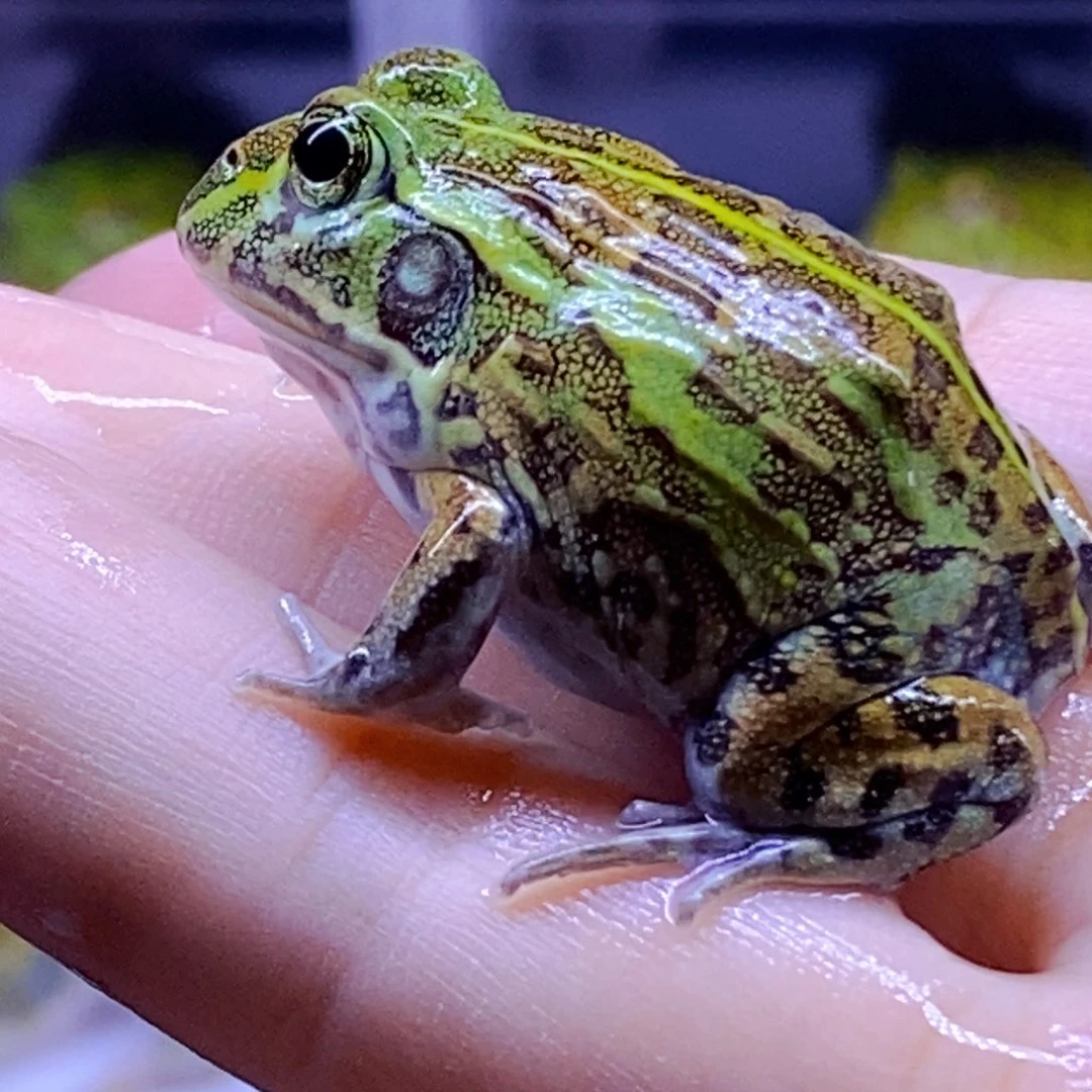 角蛙3-10cm闪购专享链接