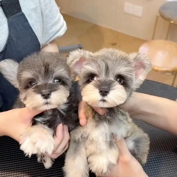 雪纳瑞小型犬宠物活体幼犬