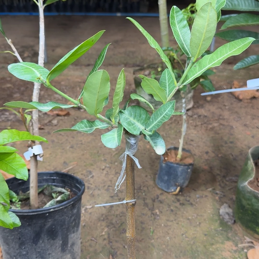 文***当前无花栽培后可以开花非洲山竹