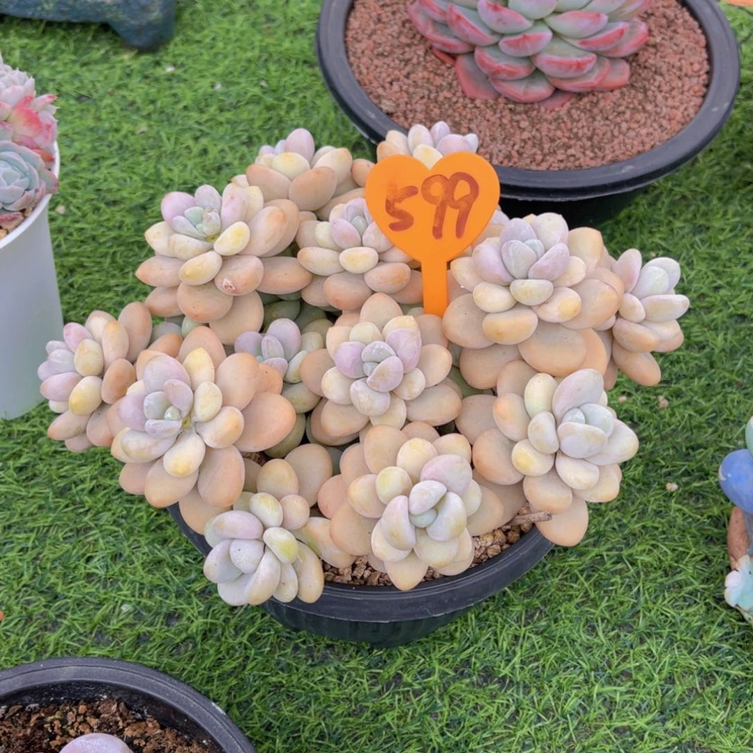 且***吟599号多肉植物一物一拍