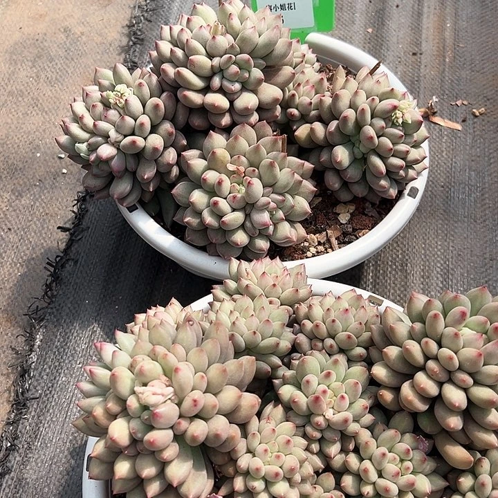 3.5言子带盆一个