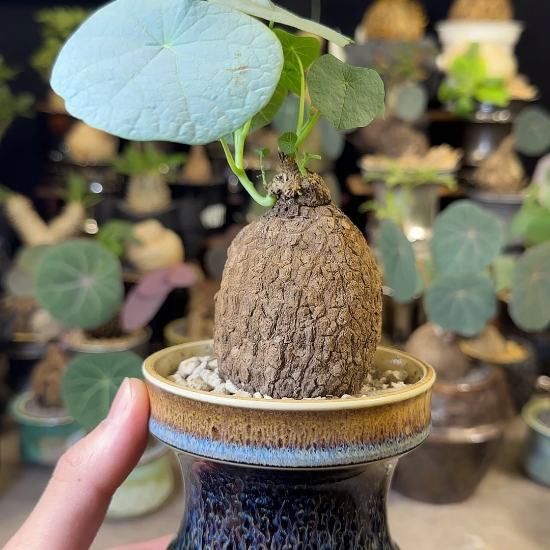 一物一拍老家龙甲龟34