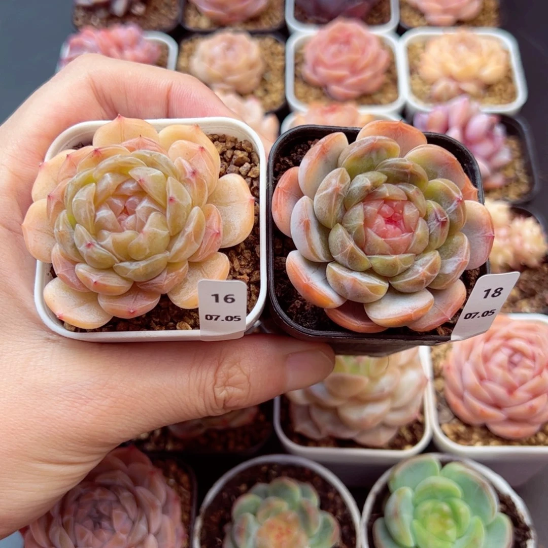 元***素白恋16、18、哈哈哈哈哈