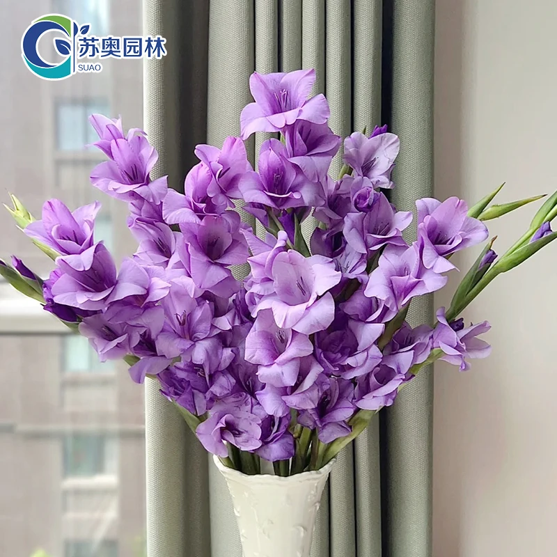 5颗【蓝色珍珠】唐菖蒲剑兰种球进口球根花卉阳台室外庭院盆栽四季