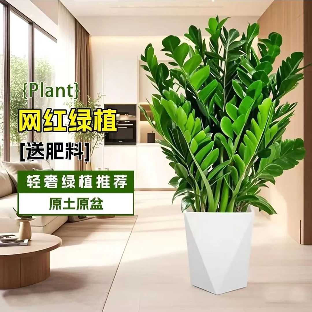 四季常青盆栽绿植金钱树室内花卉正宗发财树招财净化空气乔迁新居