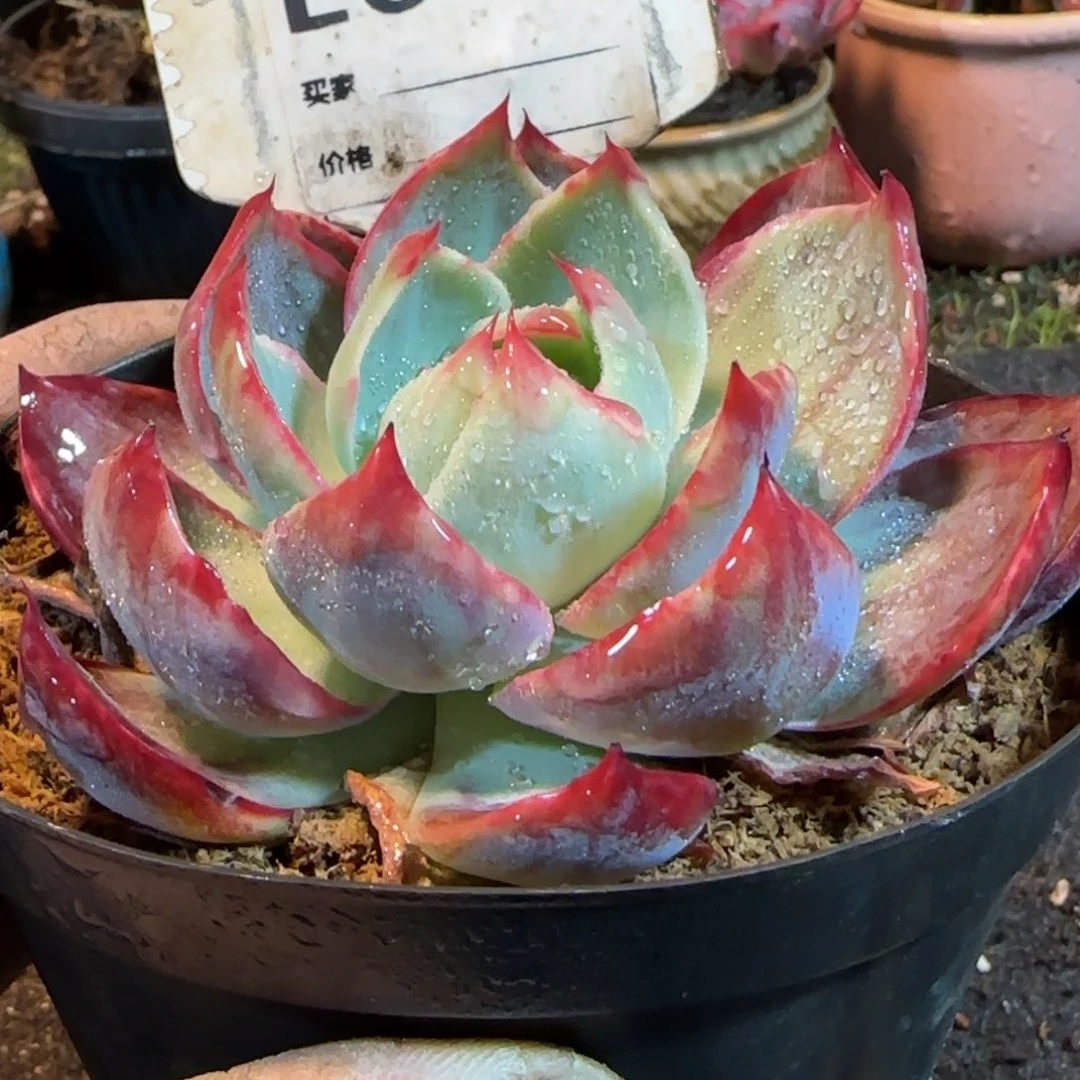 惊鸿一物一拍包装收缩花旱672