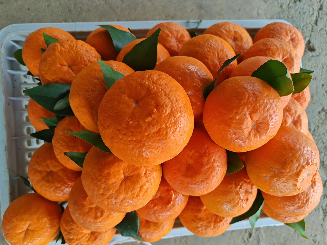 大理宾川高山沃柑