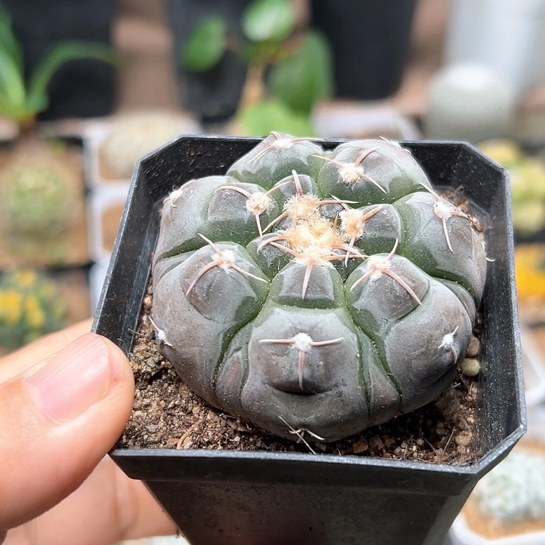 无花朵腹棱铅皮实生球母本5.7CM