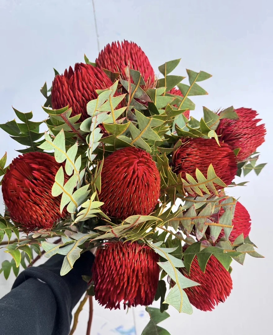 【拾花拾木】进口 班克木 佛塔 鲜花云南鲜花