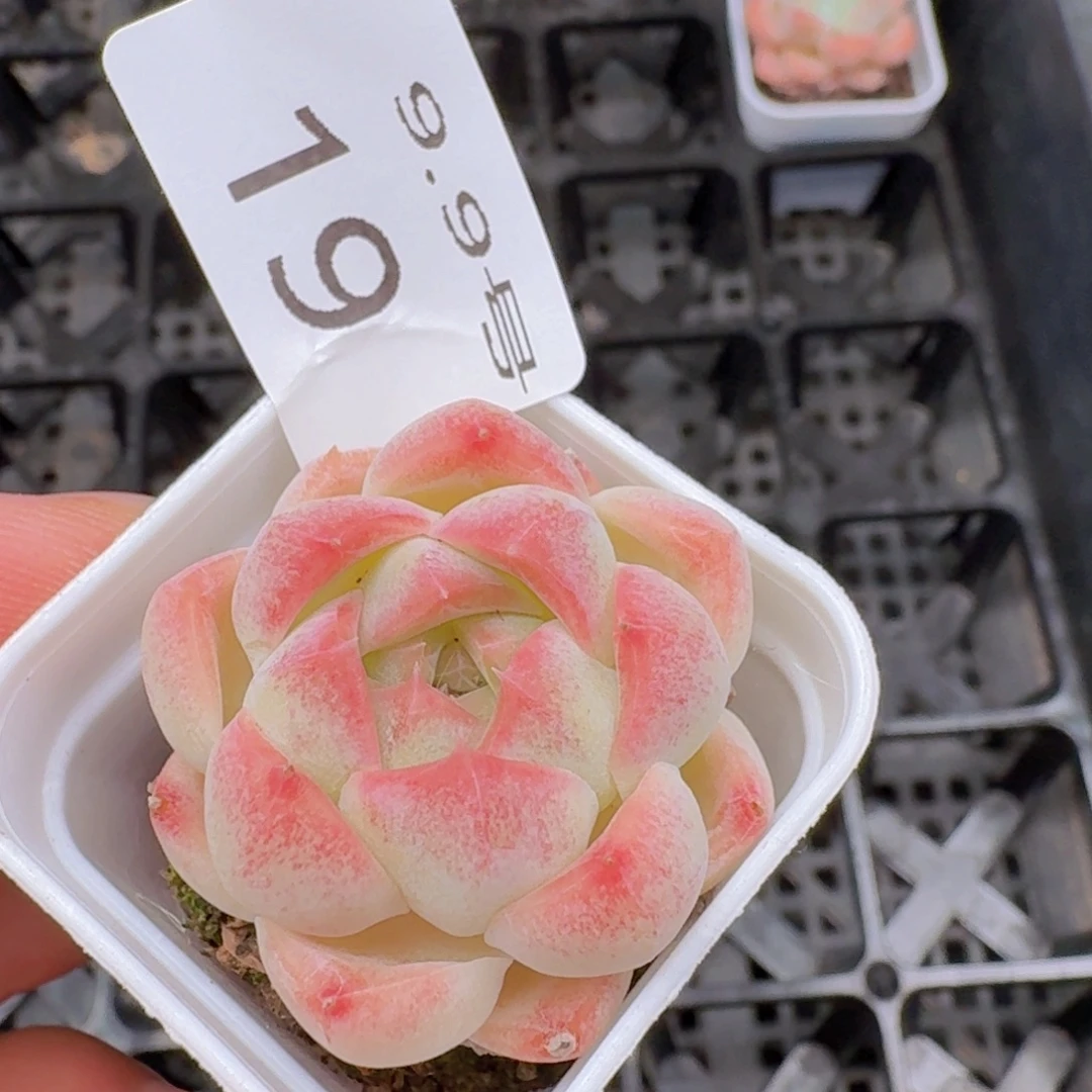 白桃汽水单头一颗