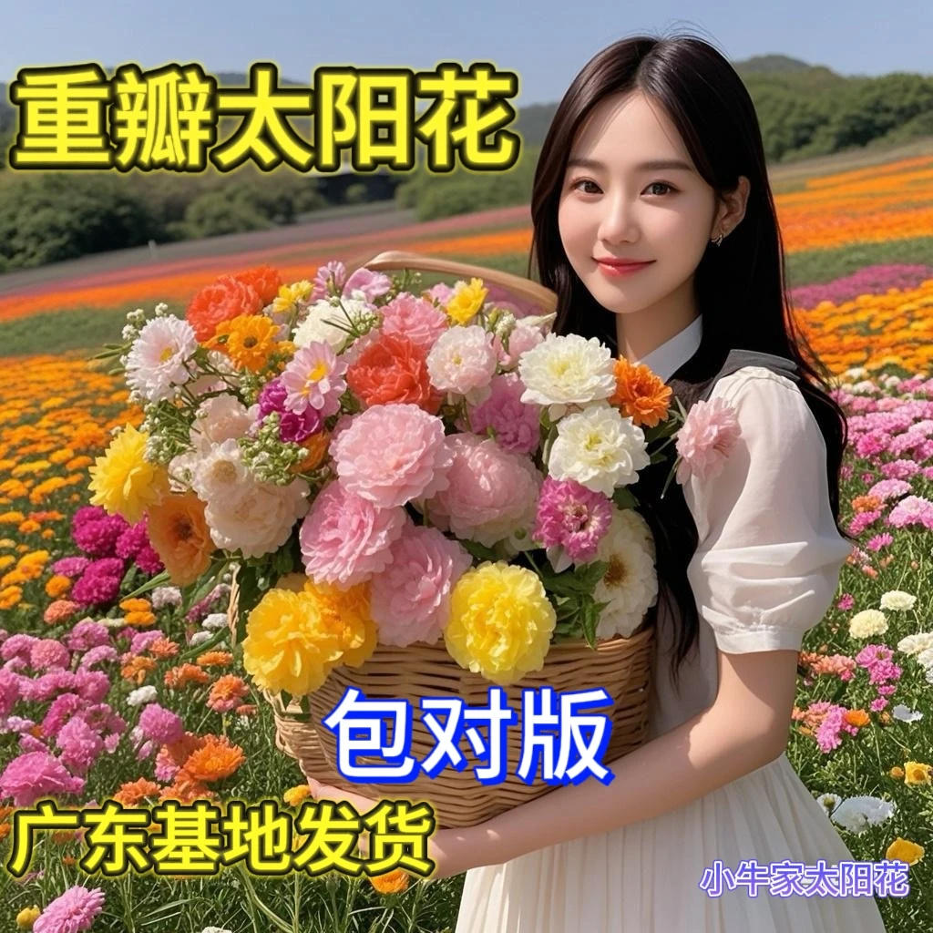 【原盆原土】多年生宿根重瓣太阳花做造型专用花卉种植庭院阳台草花