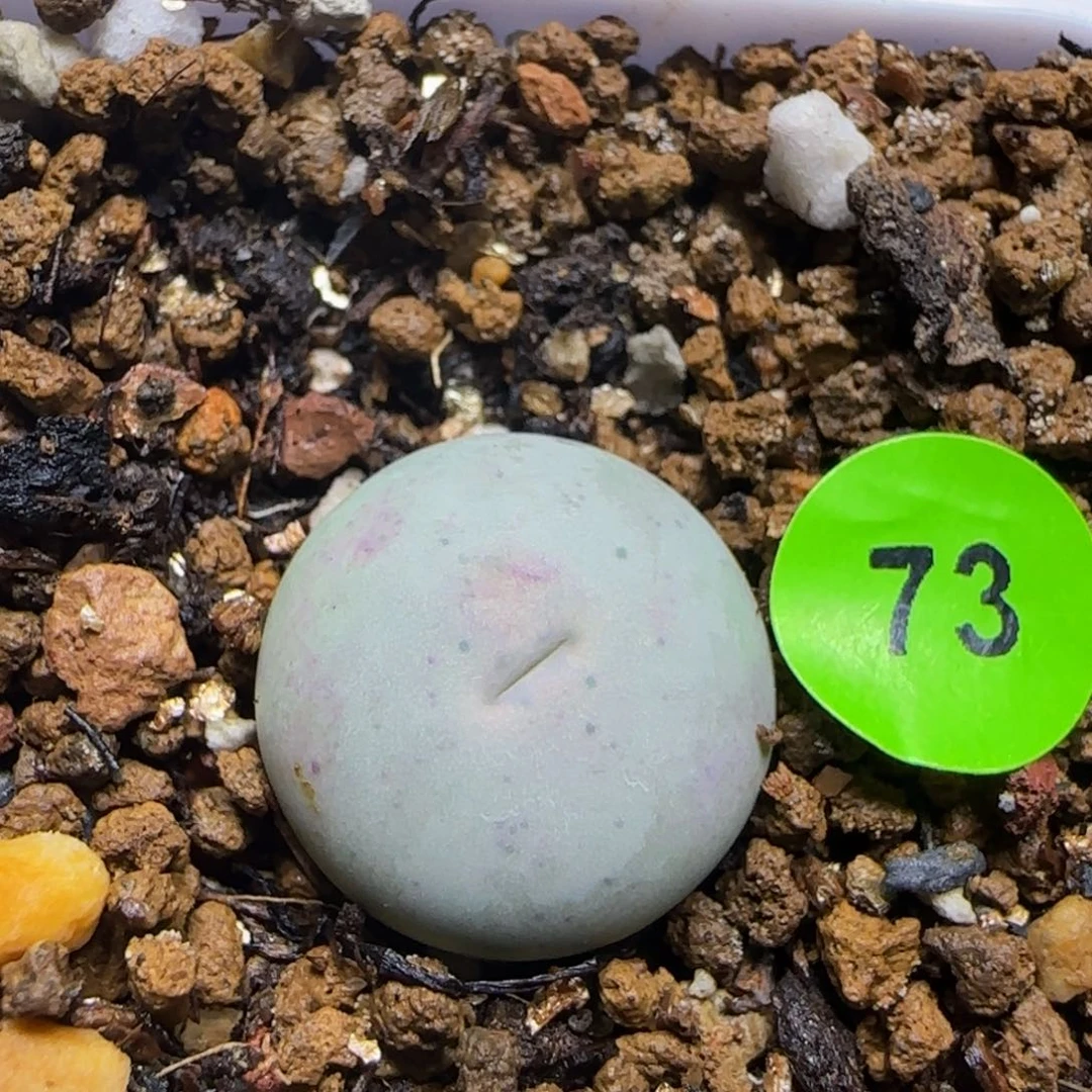 sh434v嘴1.5+多肉植物73