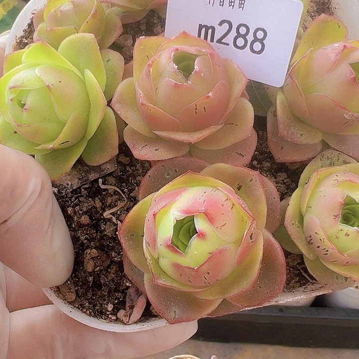 山地玫瑰多肉植物一盆288