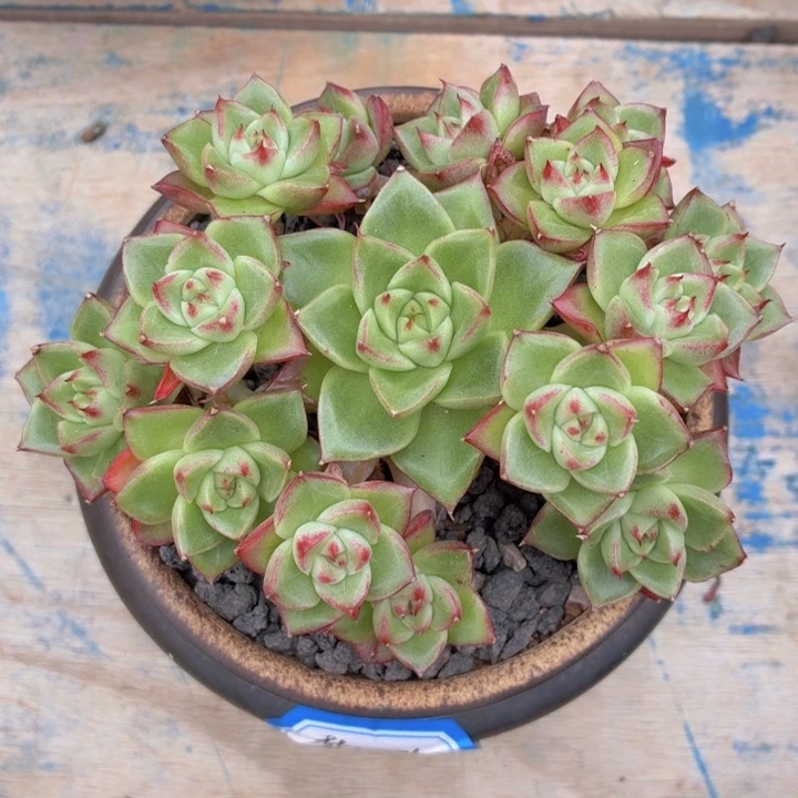 多肉梦幻玫瑰一物一拍