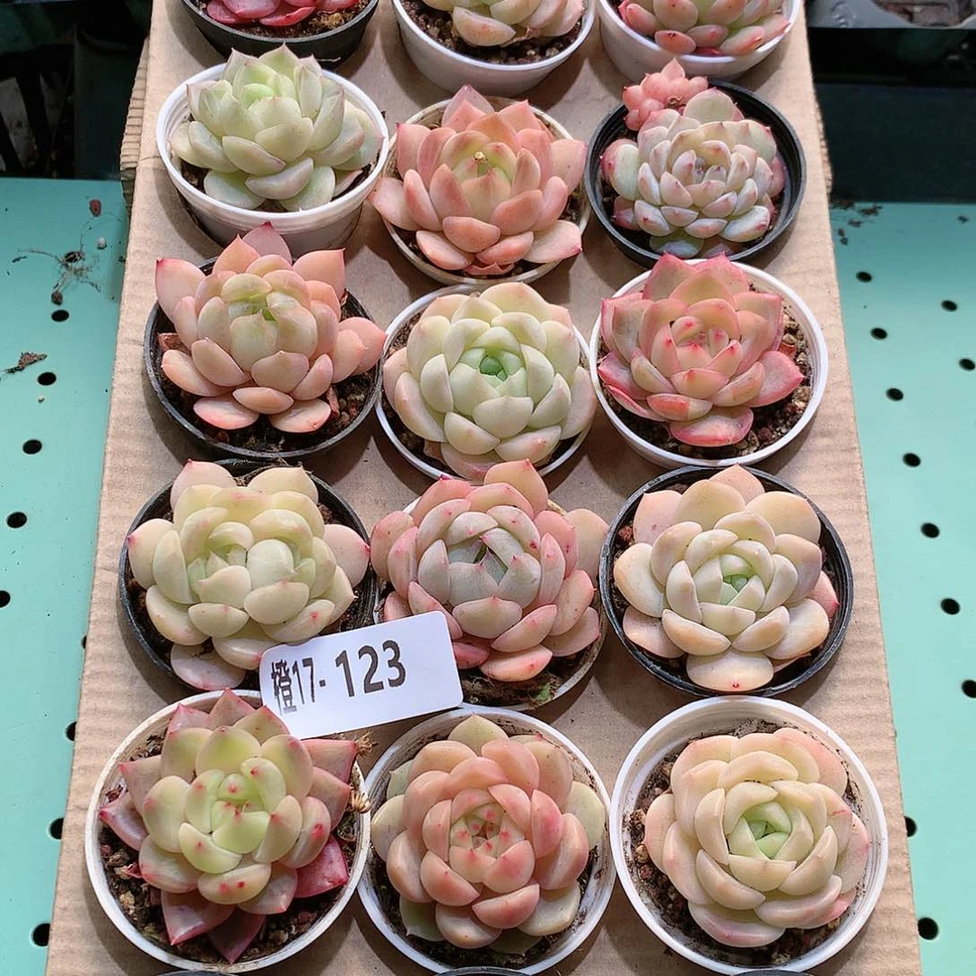 17-123一物一拍带盆18颗。