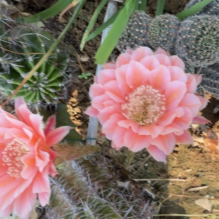 彩草仙人球仙人掌侧芽一个248