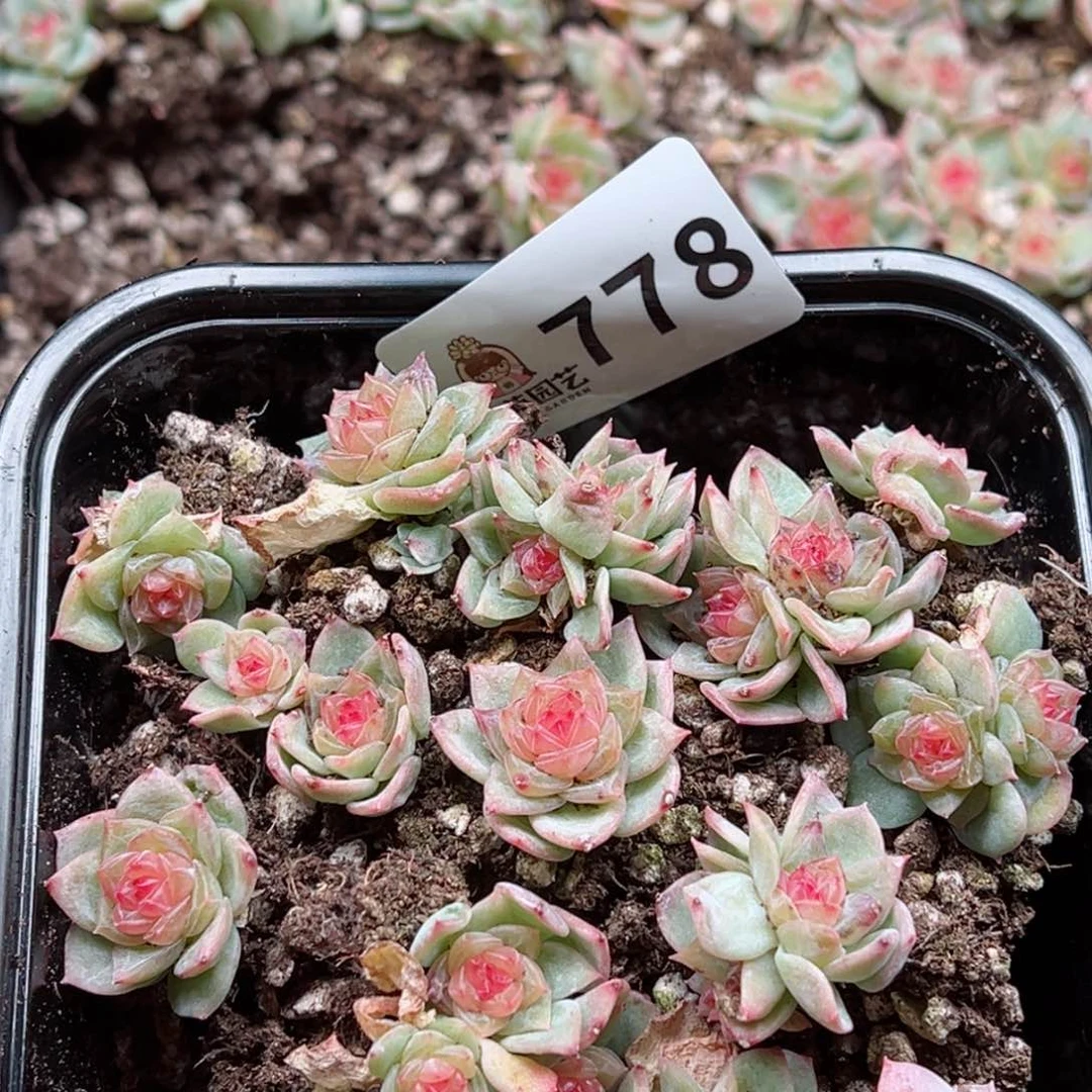 ?****浠多肉植物多肉植物