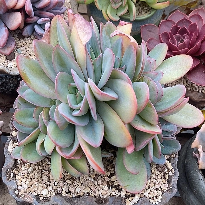 多肉植物肉肉植物