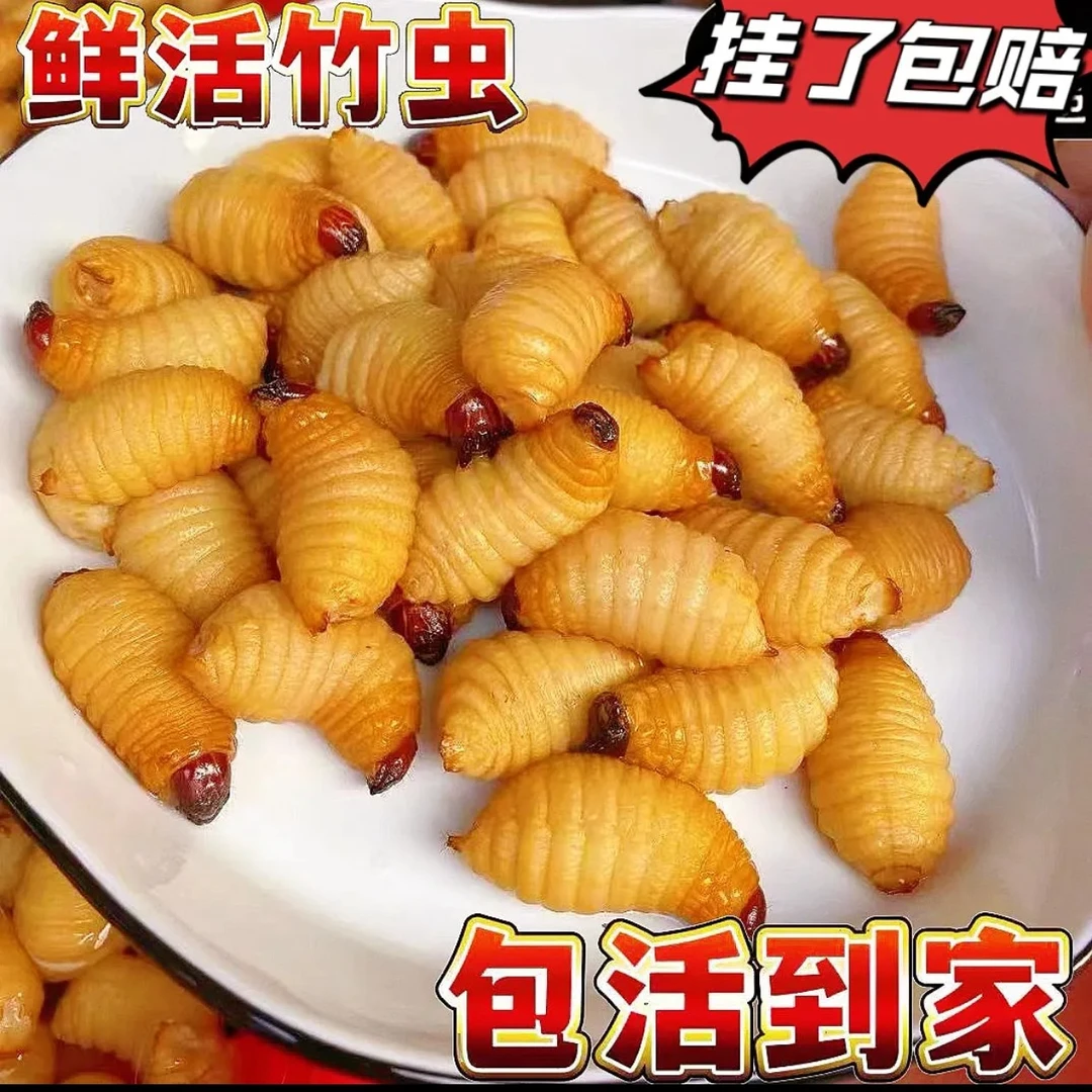 新鲜竹虫椰子虫竹笋虫食用蚕蛹高蛋白质烧烤油炸昆虫