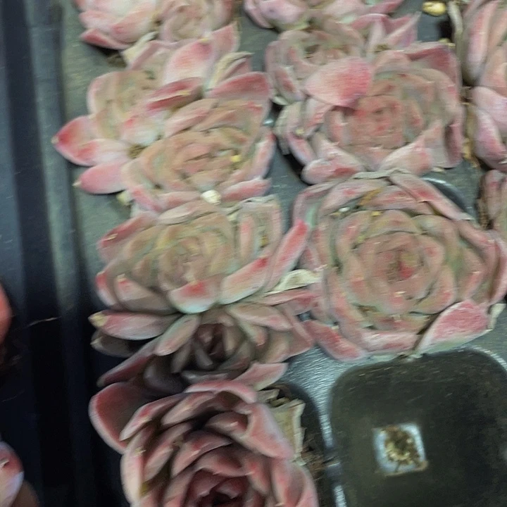 梦幻星云1元带土发