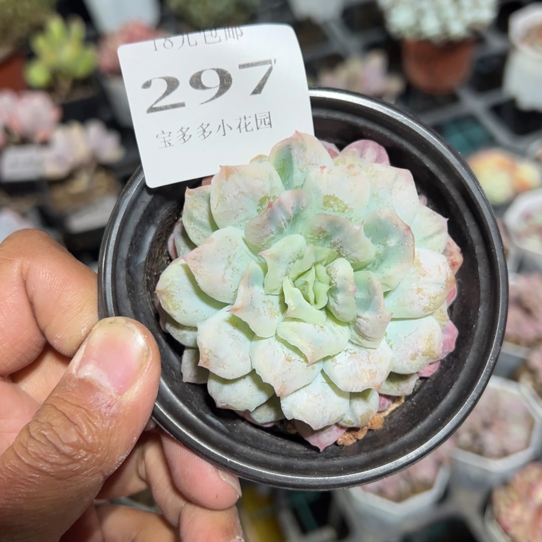 297号泡泡纱群一物一拍