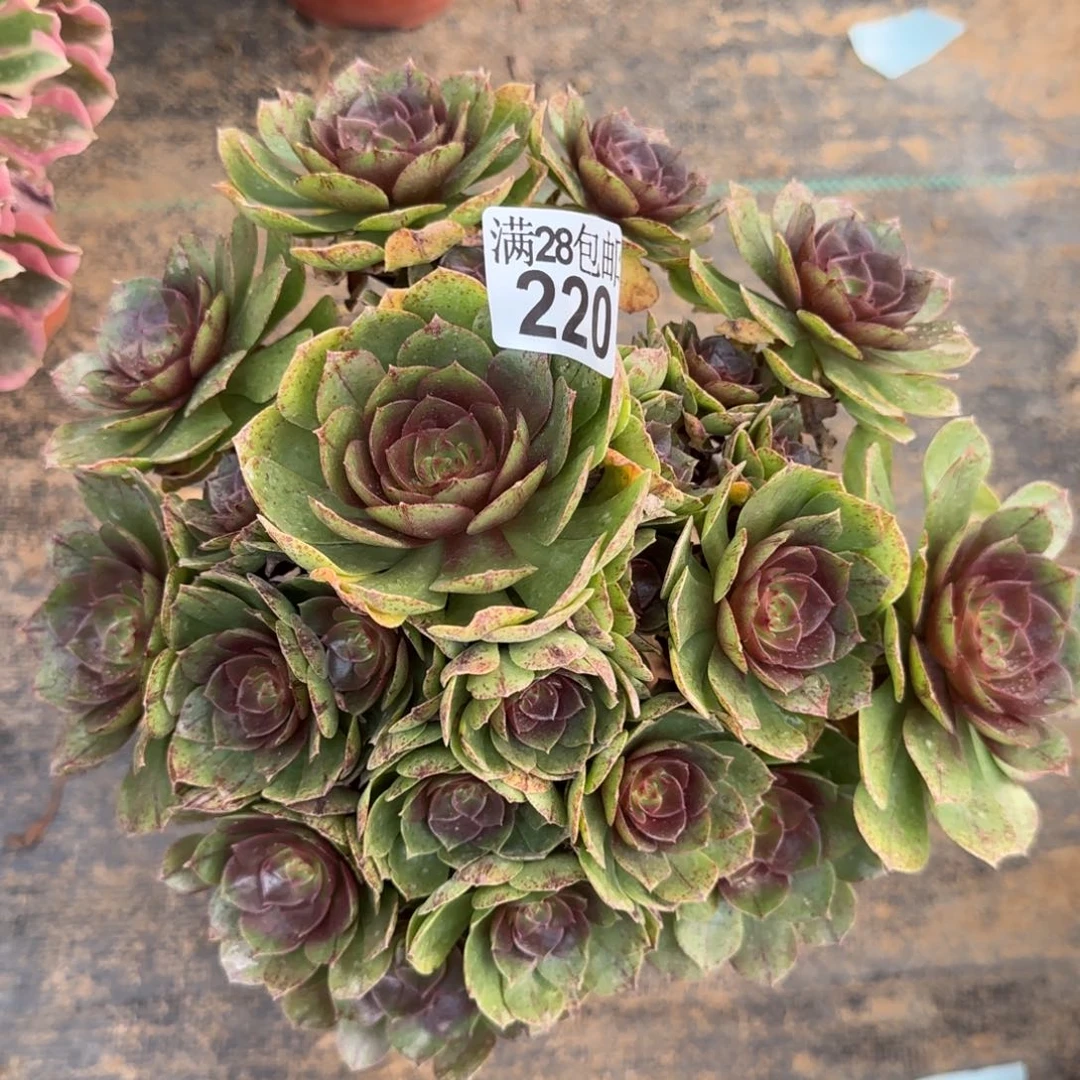 万拉丝多肉220满28包邮断枝不包