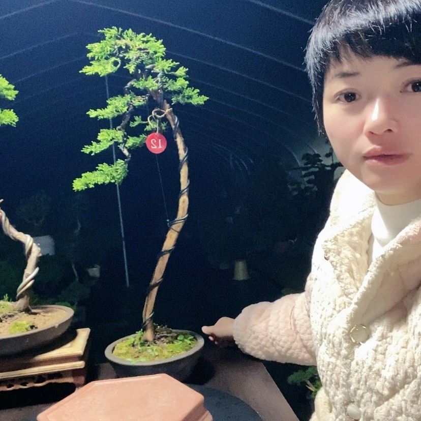 【闪购商品】少量花朵（建议范围：2朵-5朵 或40%以下）盆景园林