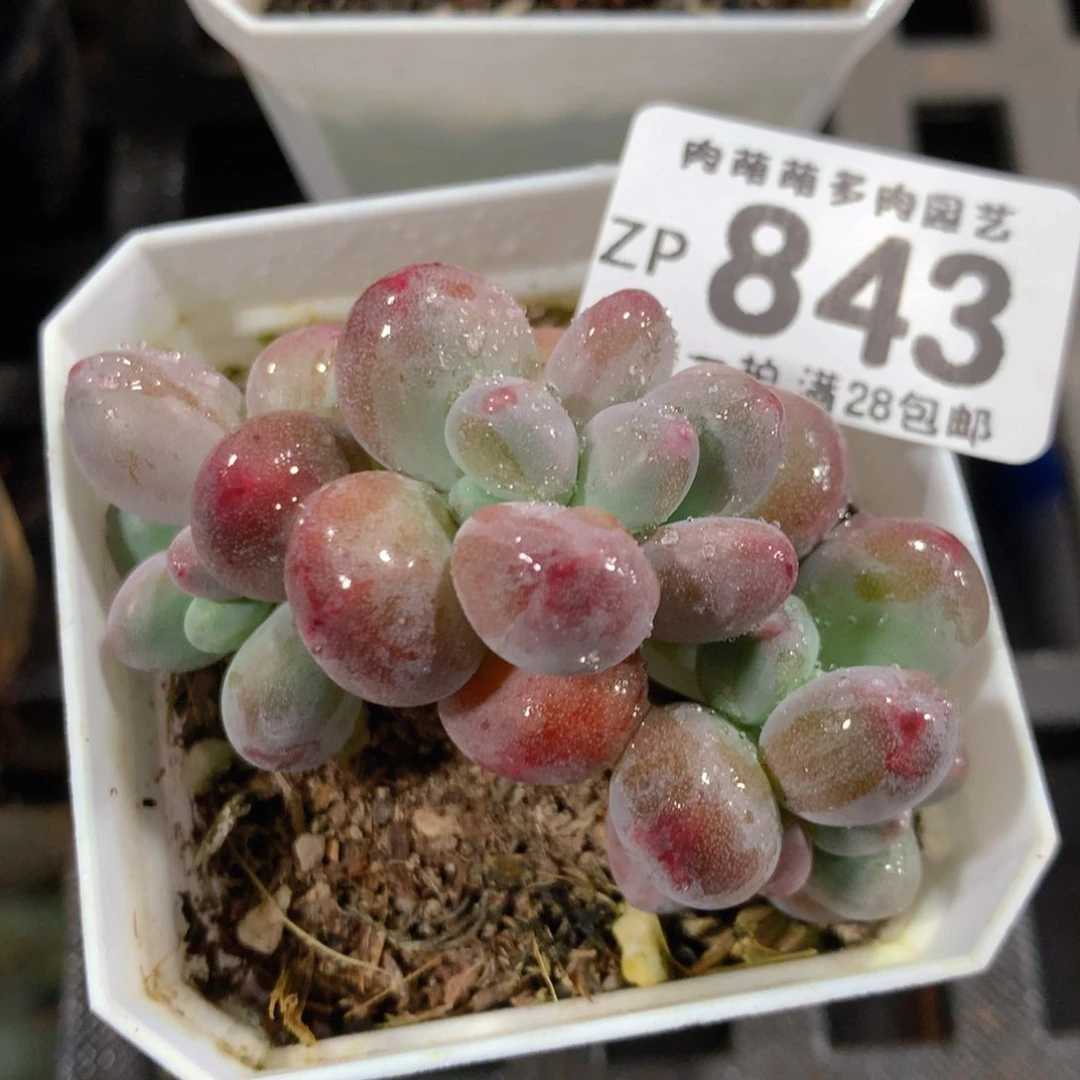 5CM拇指盆精控多肉ZP843