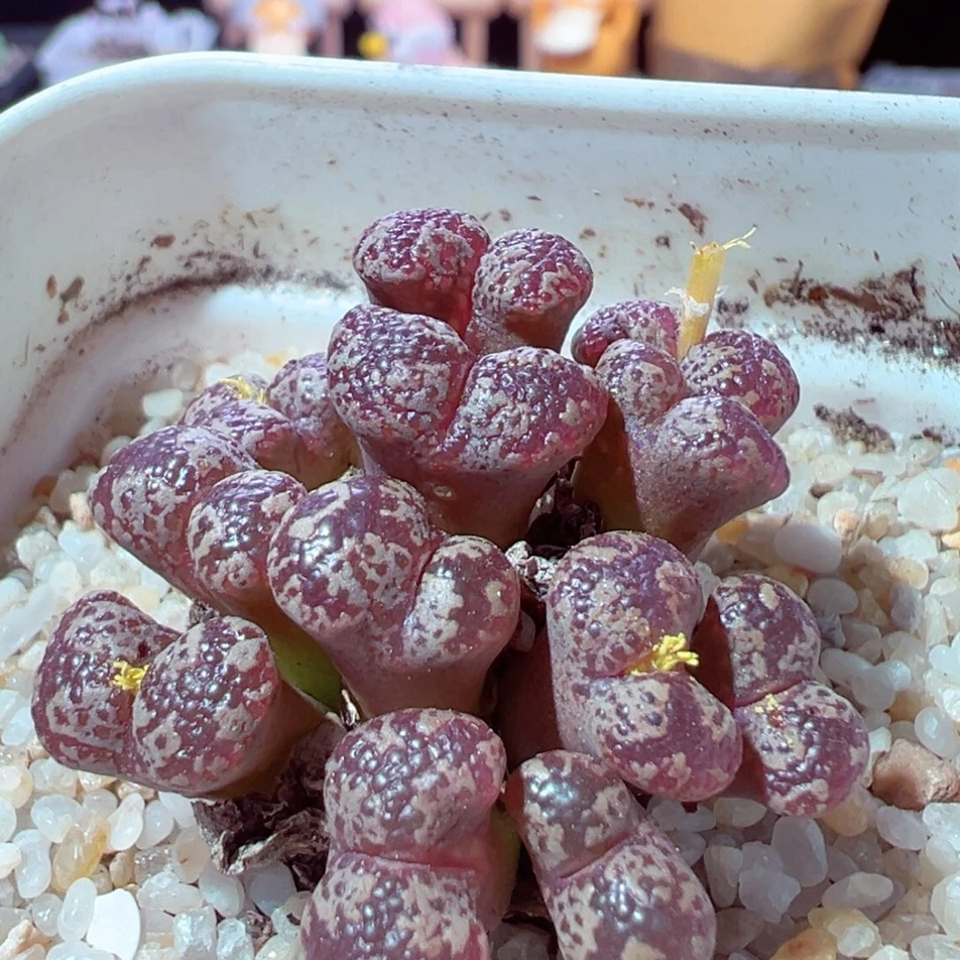 915-321多肉多肉勋章勋章