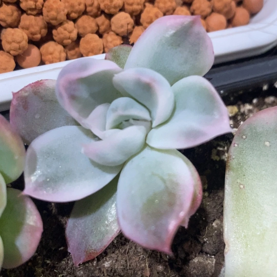 花*子花朵子 多肉植物