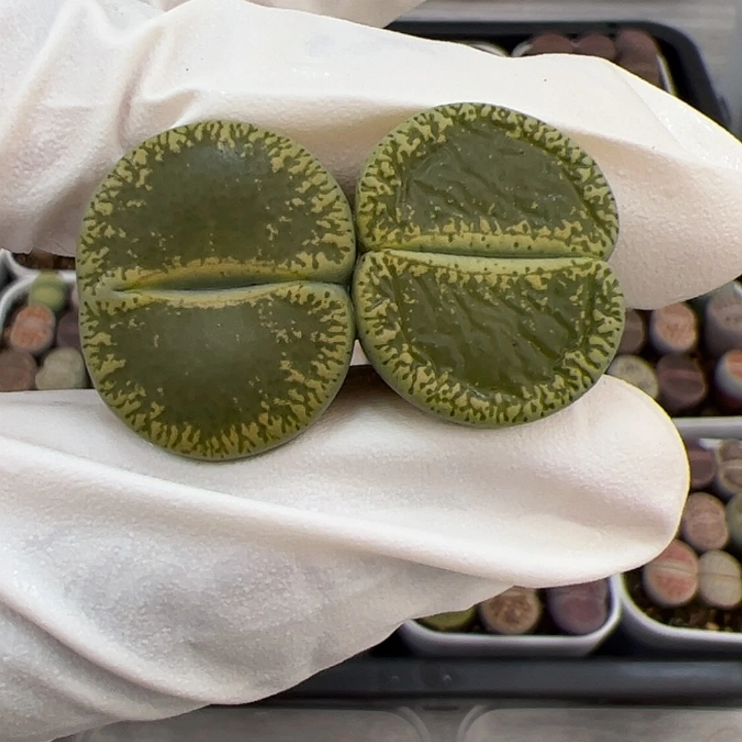 生石花多肉净窗绿紫薰2棵