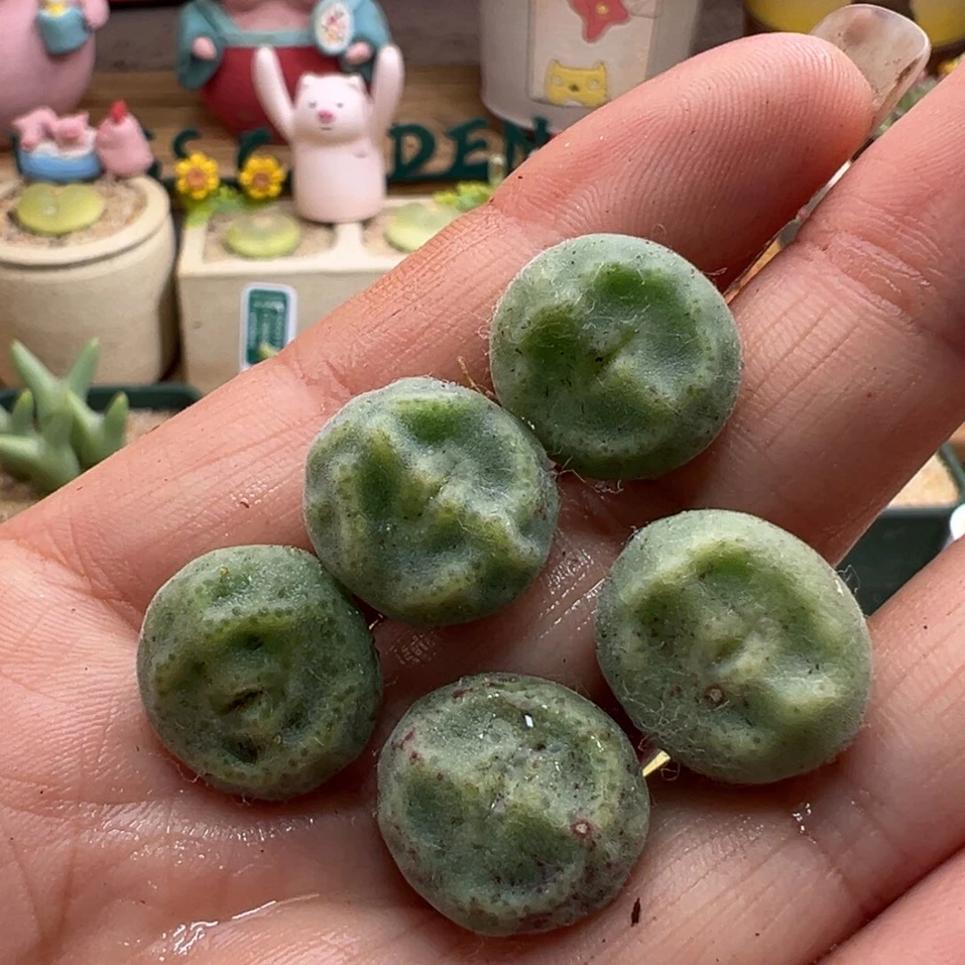 170。青蛙优选鬼脸嘟嘟绿豆糕单颗 手上发货