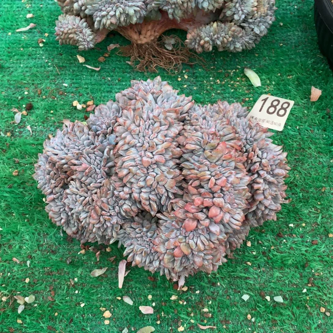 188橙子缀化多肉植物有瑕