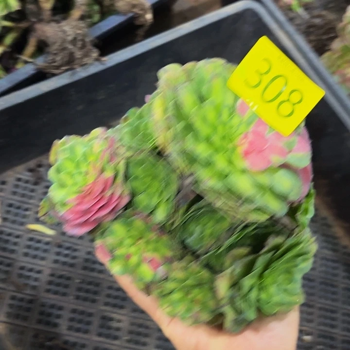 多肉植物知否308个