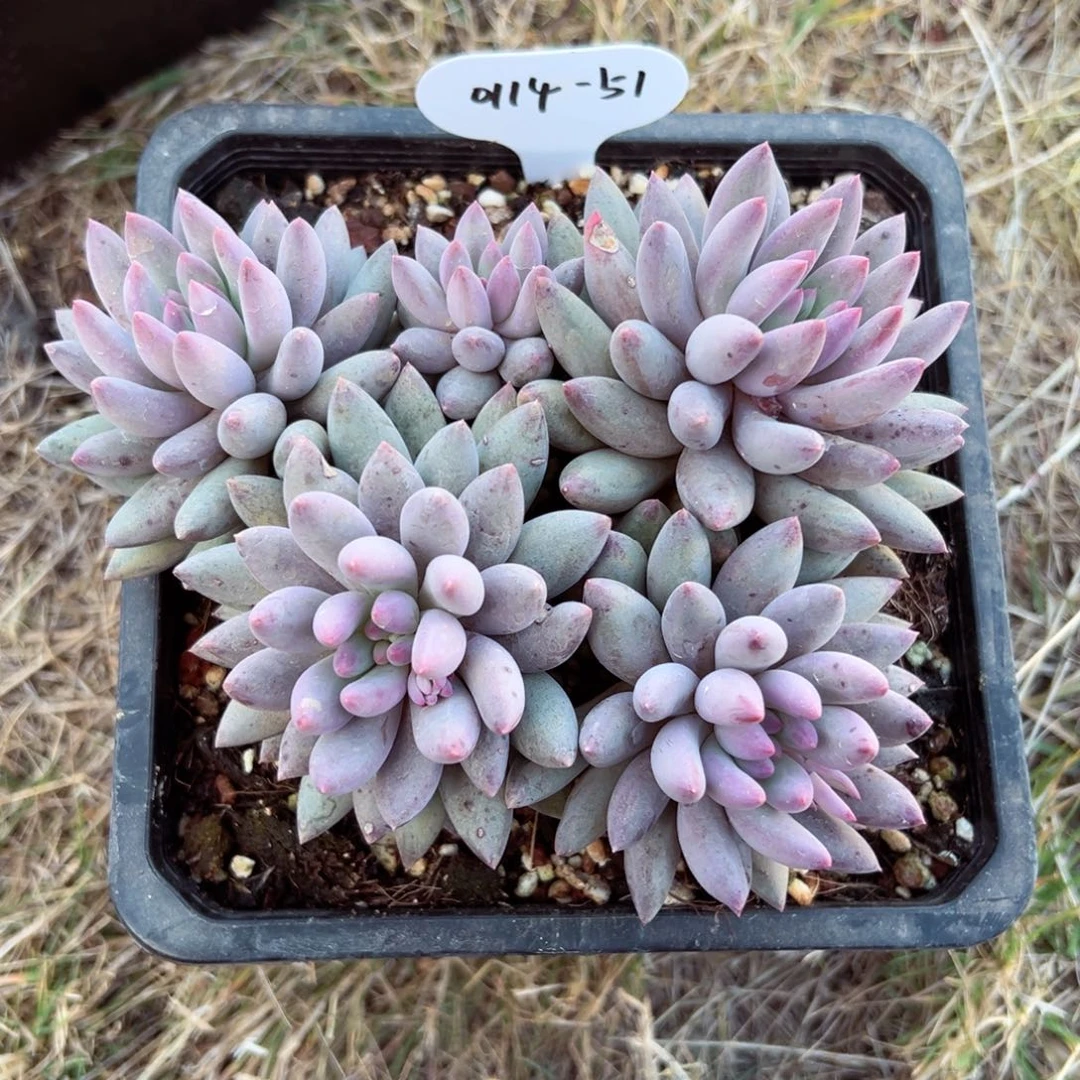 ?****e0114-51流沙虞美人