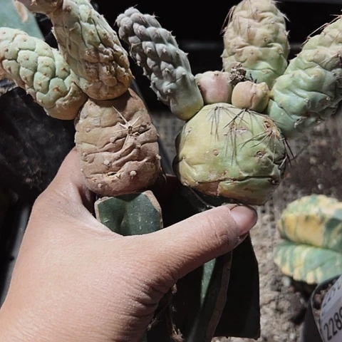 2277两个枕木无根的仙人球